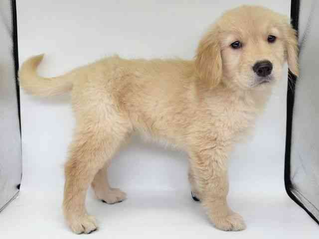 大阪府のゴールデンレトリバー (ひごペットフレンドリー瓜破店/2025年11月28日生まれ/女の子/ゴールデン)の子犬の2枚目の画像