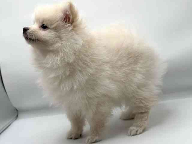 香川県のポメラニアン (ひごペットフレンドリーゆめタウン高松店/2025年11月29日生まれ/女の子/クリーム)の子犬の2枚目の画像