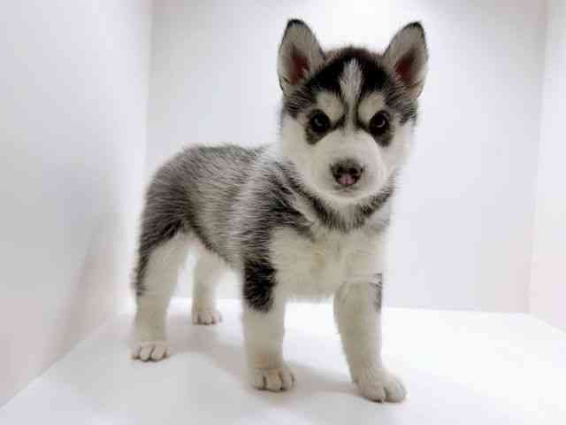 広島県のシベリアンハスキー (ひごペットフレンドリーフジグラン神辺店/2025年11月30日生まれ/女の子/ブラックホワイト)の子犬の2枚目の画像
