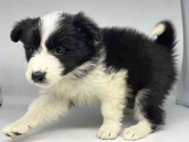 奈良県のボーダーコリー (ひごペットフレンドリーイオンモール橿原ウエスト・ビレッジ店/2025年11月29日生まれ/女の子/ブラックホワイト)の子犬の2枚目の画像