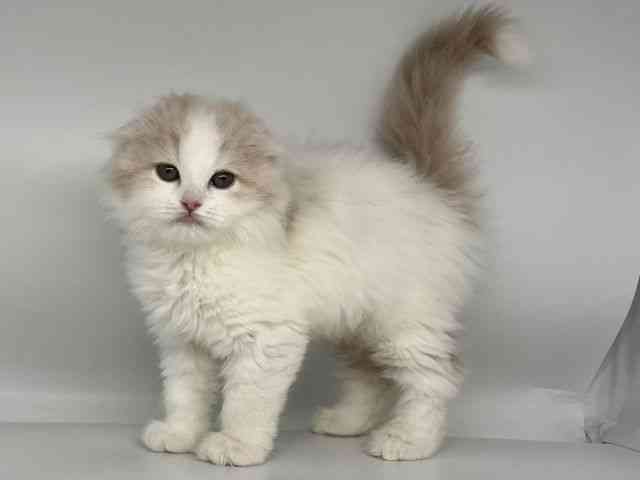 徳島県のスコティッシュフォールド (ひごペットフレンドリーゆめタウン徳島店/2025年11月29日生まれ/女の子/クリームホワイト)の子猫の2枚目の画像