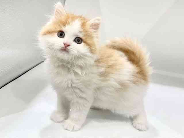 大阪府のサイベリアン (ひごペットフレンドリーイオンタウン豊中庄内店/2025年11月23日生まれ/男の子/レッドタビーホワイト)の子猫の2枚目の画像