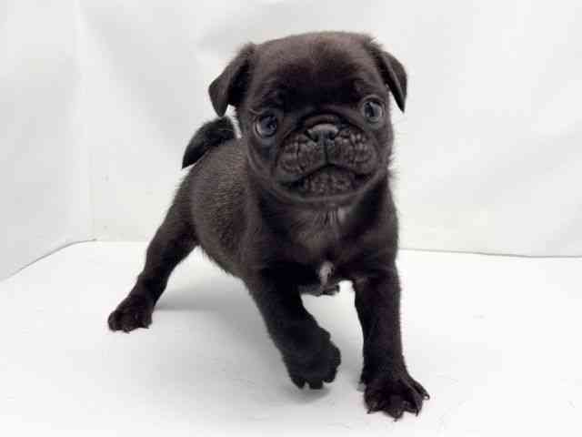 京都府のパグ (ひごペットフレンドリー洛北阪急スクエア店/2025年11月28日生まれ/男の子/ブラック)の子犬の2枚目の画像