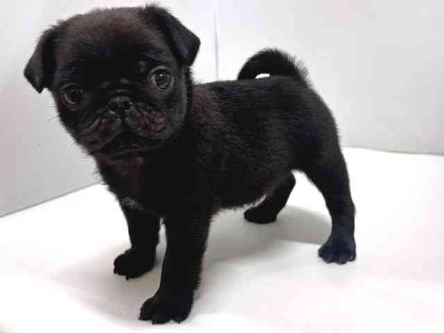 奈良県のパグ (ひごペットフレンドリー奈良パワーシティ店/2025年11月28日生まれ/男の子/ブラック)の子犬の2枚目の画像