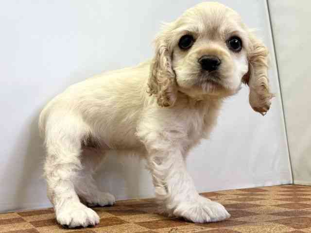 愛媛県のアメリカンコッカースパニエル (ひごペットフレンドリーエミフルMASAKI店/2025年11月26日生まれ/女の子/バフ)の子犬の2枚目の画像