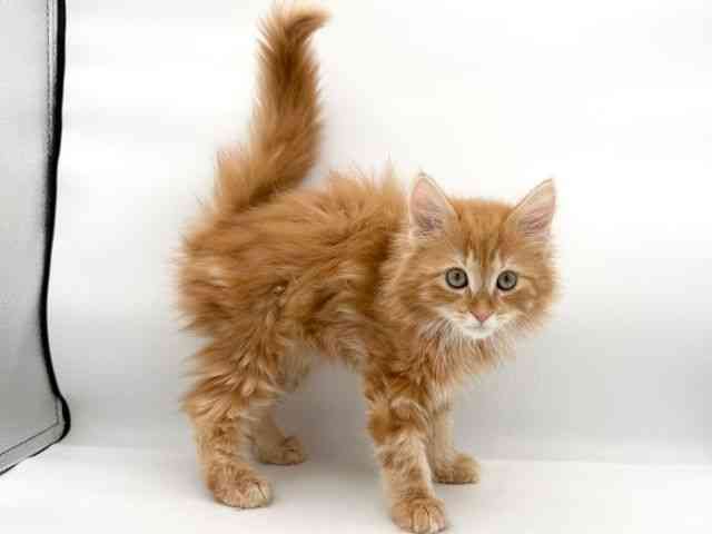 大阪府のサイベリアン (ひごペットフレンドリーイオンそよら海老江店/2025年11月30日生まれ/男の子/レッドタビーホワイト)の子猫の2枚目の画像