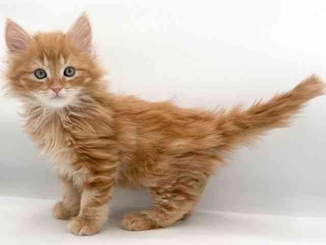 大阪府のサイベリアン (ひごペットフレンドリーイオンそよら海老江店/2025年11月30日生まれ/男の子/レッドタビーホワイト)の子猫の2枚目の画像