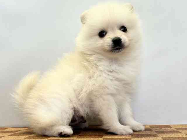 愛媛県のポメラニアン (ひごペットフレンドリーエミフルMASAKI店/2025年11月29日生まれ/男の子/クリーム)の子犬の2枚目の画像