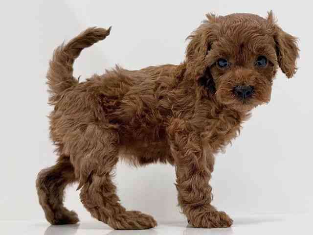 奈良県のトイプードル(トイ) (ひごペットフレンドリーイオンモール橿原ウエスト・ビレッジ店/2025年11月29日生まれ/女の子/レッド)の子犬の2枚目の画像