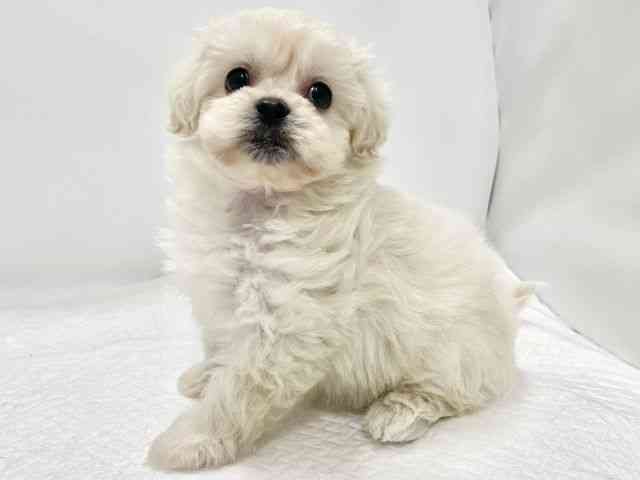 高知県のペキプー(ペキニーズ×プードル) (ひごペットフレンドリーイオンモール高知店/2025年11月26日生まれ/女の子/クリームホワイト)の子犬の2枚目の画像