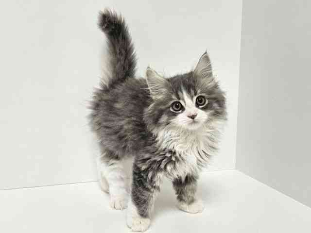 愛知県のサイベリアン (ひごペットフレンドリーイトーヨーカドー知多店/2025年11月29日生まれ/男の子/ブルーホワイト)の子猫の2枚目の画像
