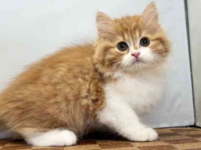 愛媛県のサイベリアン (ひごペットフレンドリーエミフルMASAKI店/2025年11月29日生まれ/男の子/レッドタビーホワイト)の子猫の2枚目の画像