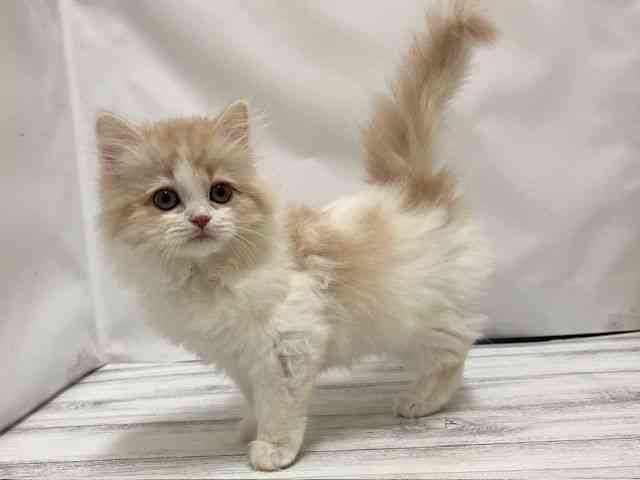 和歌山県のサイベリアン (ひごペットフレンドリーパームシティ和歌山店/2025年11月29日生まれ/女の子/クリームホワイト)の子猫の2枚目の画像