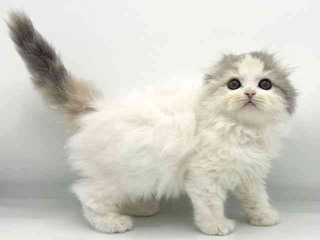 大阪府のスコティッシュフォールド (ひごペットフレンドリーららぽーとEXPOCITY店/2025年11月28日生まれ/女の子/ダイリュートキャリコ)の子猫の2枚目の画像