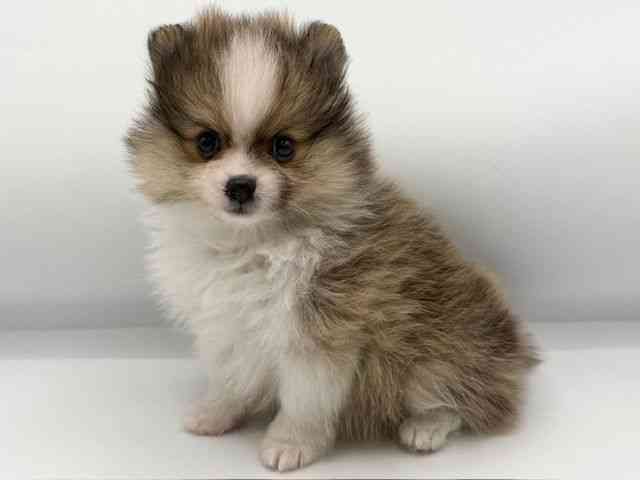 大阪府のポメラニアン (ひごペットフレンドリーららぽーとEXPOCITY店/2025年11月29日生まれ/男の子/オレンジホワイト)の子犬の2枚目の画像