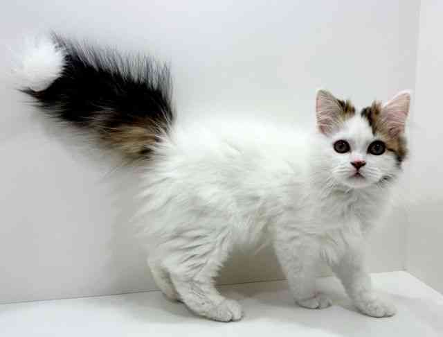 広島県のラガマフィン (ひごペットフレンドリーフジグラン神辺店/2025年11月30日生まれ/男の子/ブラウンタビーホワイト)の子猫の2枚目の画像