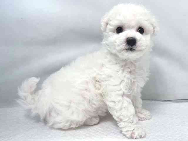 大阪府のビションフリーゼ (ひごペットフレンドリー堺プラットプラット店/2025年11月25日生まれ/女の子/ホワイト)の子犬の2枚目の画像