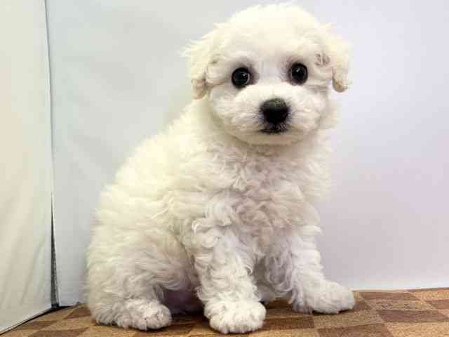 愛媛県のビションフリーゼ (ひごペットフレンドリーエミフルMASAKI店/2025年11月25日生まれ/男の子/ホワイト)の子犬の2枚目の画像