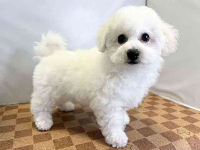 愛媛県のビションフリーゼ (ひごペットフレンドリーエミフルMASAKI店/2025年11月25日生まれ/男の子/ホワイト)の子犬の2枚目の画像