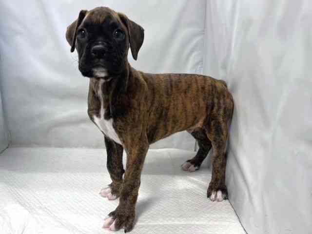 大阪府のボクサー (ひごペットフレンドリー堺プラットプラット店/2025年11月29日生まれ/男の子/ブリンドル)の子犬の2枚目の画像