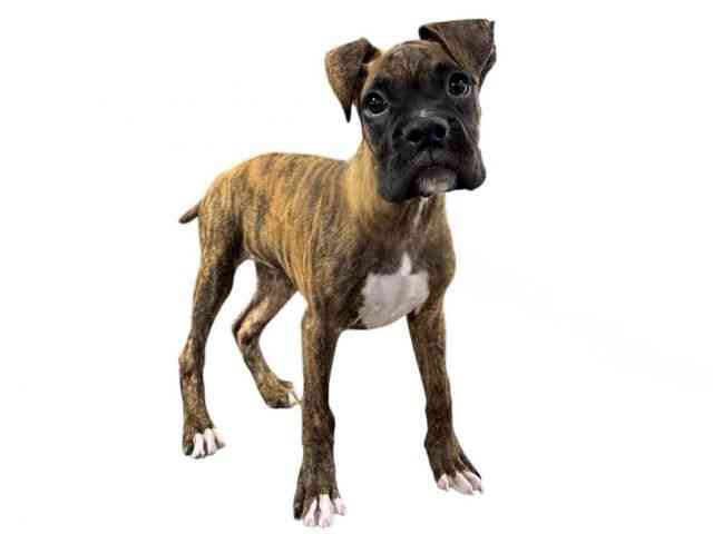 大阪府のボクサー (ひごペットフレンドリー堺プラットプラット店/2025年11月29日生まれ/男の子/ブリンドル)の子犬の2枚目の画像