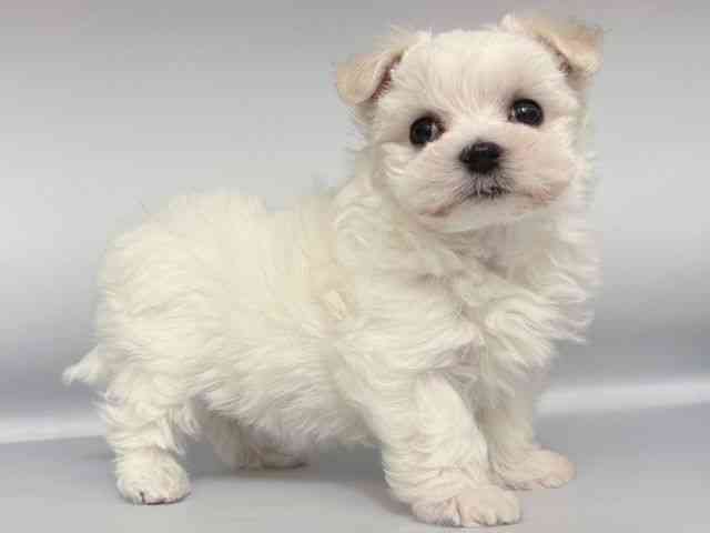 大阪府のマルチーズ (ひごペットフレンドリー岸和田店/2025年11月28日生まれ/女の子/ホワイト)の子犬の2枚目の画像