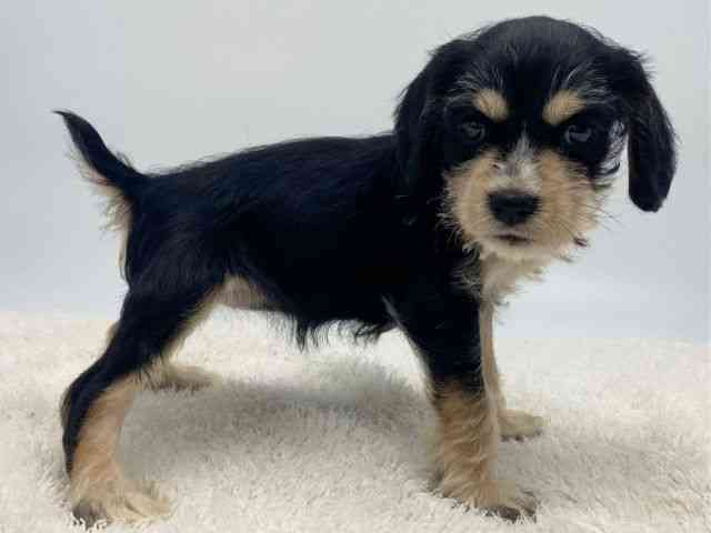 島根県のシュナックス(シュナウザー×ダックス) (ひごペットフレンドリーイオンモール出雲店/2025年11月18日生まれ/女の子/ブラックイエロー)の子犬の2枚目の画像