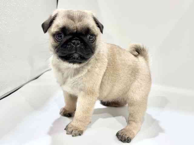 大阪府のパグ (ひごペットフレンドリーイオンタウン豊中庄内店/2025年11月26日生まれ/男の子/フォーン)の子犬の2枚目の画像