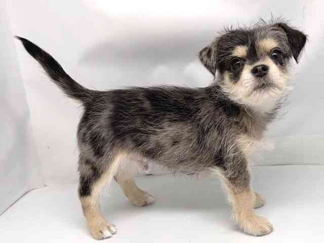 京都府のハーフ犬・ミックス犬 (ひごペットフレンドリー洛北阪急スクエア店/2025年11月29日生まれ/男の子/ブルーマール)の子犬の2枚目の画像