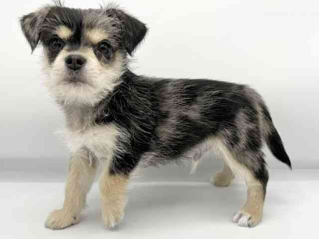 大阪府のハーフ犬・ミックス犬 (ひごペットフレンドリーららぽーとEXPOCITY店/2025年11月29日生まれ/男の子/ブルーマール)の子犬の2枚目の画像