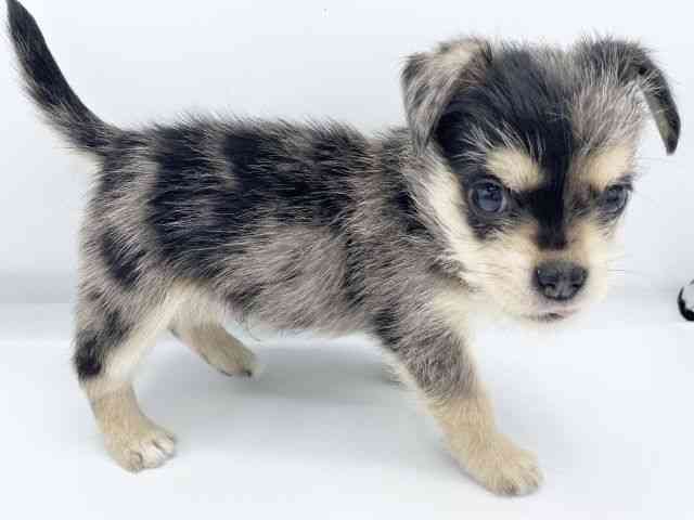 大阪府のハーフ犬・ミックス犬 (ひごペットフレンドリーららぽーとEXPOCITY店/2025年11月29日生まれ/男の子/ブルーマール)の子犬の2枚目の画像