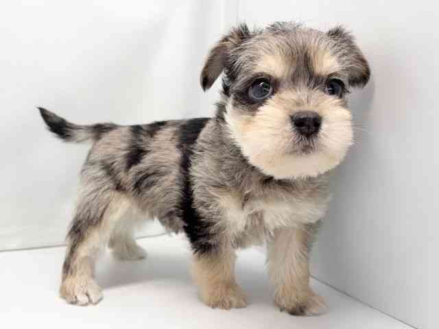 京都府のハーフ犬・ミックス犬 (ひごペットフレンドリー洛北阪急スクエア店/2025年11月29日生まれ/男の子/ブルーマール)の子犬の2枚目の画像