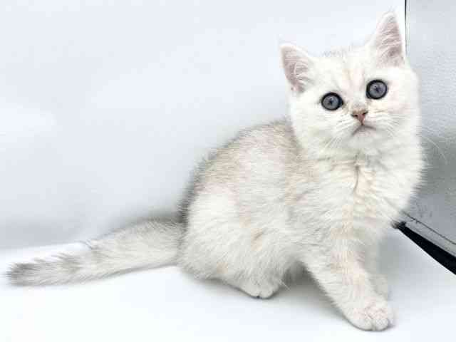 大阪府のブリティッシュショートヘアー (ひごペットフレンドリーららぽーとEXPOCITY店/2025年11月26日生まれ/男の子/シェーデッドシルバータビー)の子猫の2枚目の画像