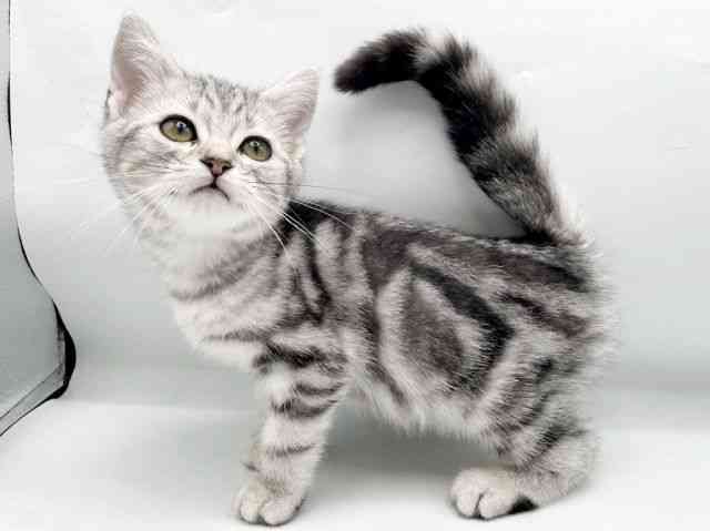 奈良県のアメリカンショートヘアー (ひごペットフレンドリートナリエ大和高田店/2025年11月30日生まれ/女の子/シルバータビー)の子猫の2枚目の画像