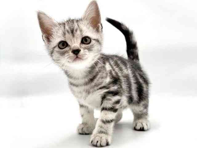 大阪府のアメリカンショートヘアー (ひごペットフレンドリー東淀川店/2025年11月30日生まれ/女の子/シルバータビー)の子猫の2枚目の画像