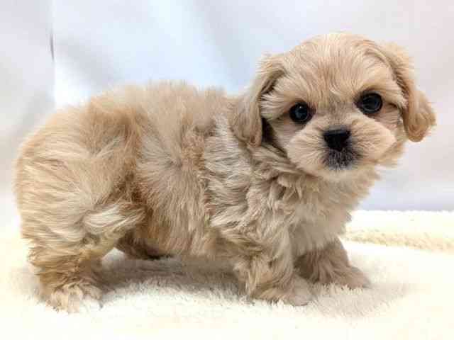 広島県のペキプー(ペキニーズ×プードル) (ひごペットフレンドリーゆめタウン廿日市店/2025年11月30日生まれ/女の子/クリーム)の子犬の2枚目の画像