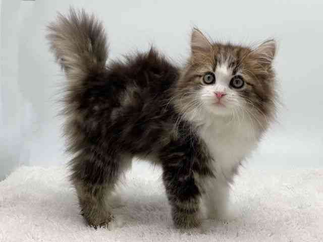 島根県のサイベリアン (ひごペットフレンドリーイオンモール出雲店/2025年11月26日生まれ/女の子/ブラウンタビーホワイト)の子猫の2枚目の画像