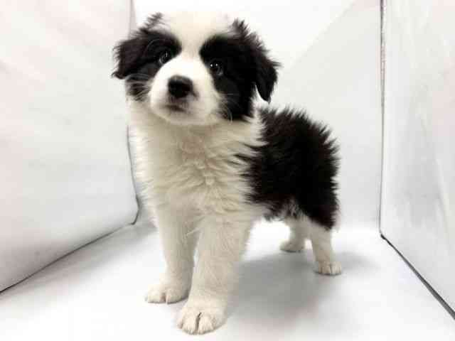 京都府のボーダーコリー (ひごペットフレンドリー京都店/2025年11月28日生まれ/男の子/ブラックホワイト)の子犬の2枚目の画像