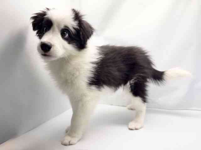 京都府のボーダーコリー (ひごペットフレンドリー洛北阪急スクエア店/2025年11月28日生まれ/男の子/ブラックホワイト)の子犬の2枚目の画像