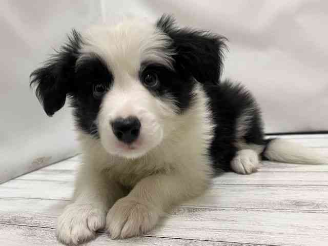 和歌山県のボーダーコリー (ひごペットフレンドリーパームシティ和歌山店/2025年11月28日生まれ/男の子/ブラックホワイト)の子犬の2枚目の画像