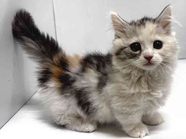 奈良県のマンチカン (ひごペットフレンドリー奈良パワーシティ店/2025年11月28日生まれ/女の子/シルバーパッチドタビーホワイト)の子猫の2枚目の画像