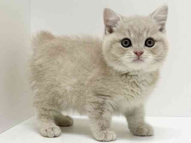大阪府のスコティッシュフォールド (ひごペットフレンドリーくずはモール店/2025年11月30日生まれ/男の子/クリームタビー)の子猫の2枚目の画像