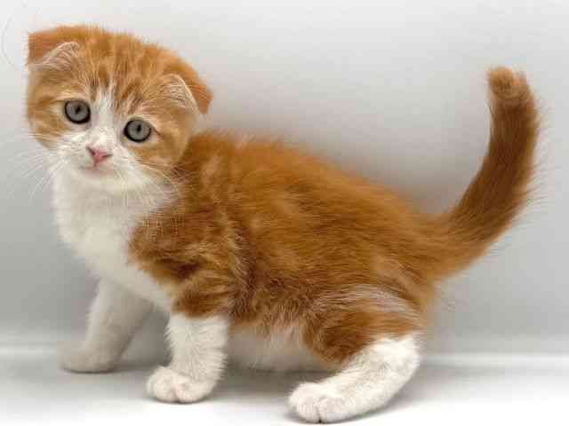 愛知県のスコティッシュフォールド (ひごペットフレンドリープライムツリー赤池店/2025年11月30日生まれ/女の子/レッドタビーホワイト)の子猫の2枚目の画像