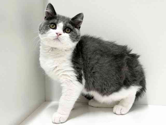 愛知県のブリティッシュショートヘアー (ひごペットフレンドリーららぽーと名古屋みなとアクルス店/2025年11月30日生まれ/男の子/ブルーホワイト)の子猫の2枚目の画像