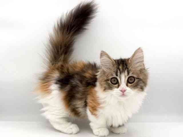 大阪府のマンチカン (ひごペットフレンドリーイオンそよら海老江店/2025年11月26日生まれ/女の子/ブラウンパッチドタビーホワイト)の子猫の2枚目の画像