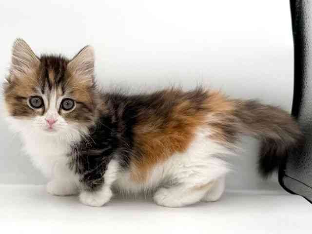 大阪府のマンチカン (ひごペットフレンドリーイオンそよら海老江店/2025年11月26日生まれ/女の子/ブラウンパッチドタビーホワイト)の子猫の2枚目の画像