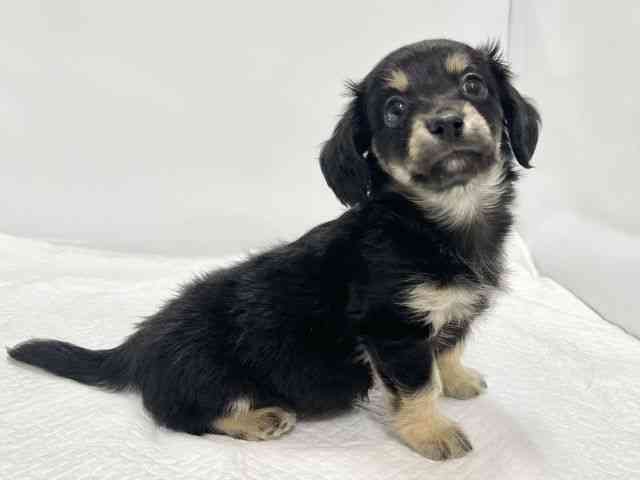 高知県のチワックス(チワワ×ダックス) (ひごペットフレンドリーイオンモール高知店/2025年11月30日生まれ/男の子/ブラッククリーム)の子犬の2枚目の画像