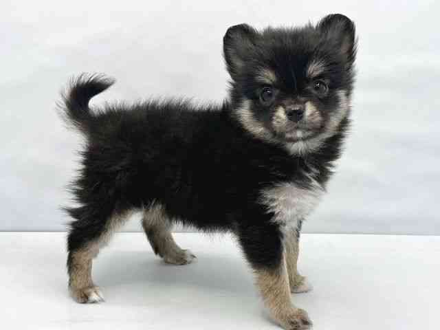 大阪府のポメチワ/チワポメ/ポメチー(ポメラニアン×チワワ) (ひごペットフレンドリーイトーヨーカドー津久野店/2025年11月28日生まれ/女の子/ブラックタン)の子犬の2枚目の画像