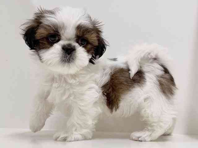 奈良県のシーズー (ひごペットフレンドリーイオンモール橿原ウエスト・ビレッジ店/2025年11月30日生まれ/男の子/ホワイトゴールド)の子犬の2枚目の画像