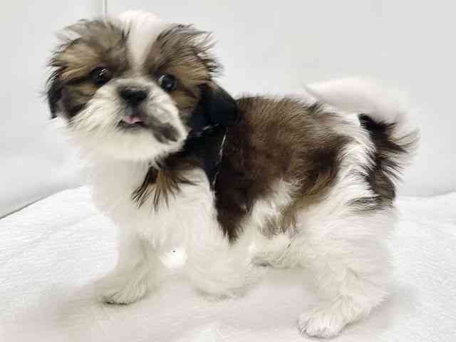 高知県のシーズー (ひごペットフレンドリーイオンモール高知店/2025年11月30日生まれ/男の子/ホワイトゴールド)の子犬の2枚目の画像